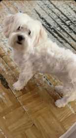 Lost Dog
