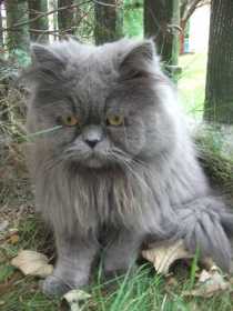 Lost Cat