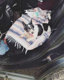 Lost Dog