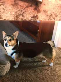 Lost Dog