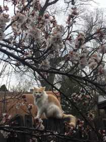 Lost Cat