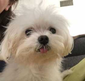 Lost Dog