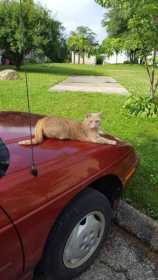 Lost Cat