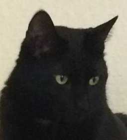 Lost Cat