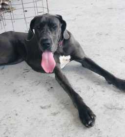 Lost Dog