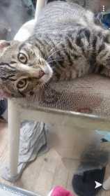 Lost Cat