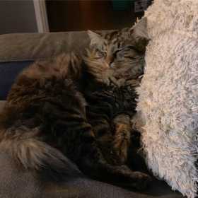 Lost Cat