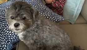 Lost Dog