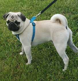 Lost Dog