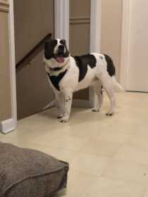 Lost Dog