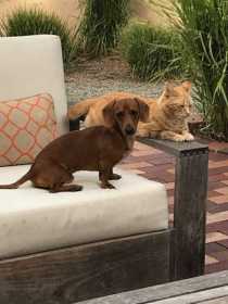 Lost Dog