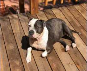 Lost Dog