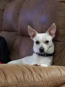 Lost Dog