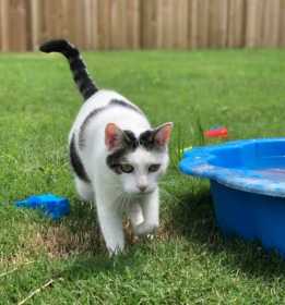 Lost Cat