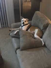 Lost Dog