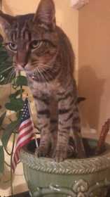 Lost Cat