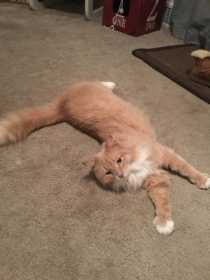 Lost Cat