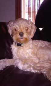 Lost Dog