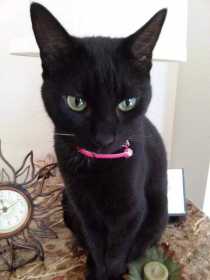 Lost Cat