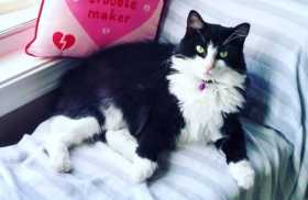 Lost Cat