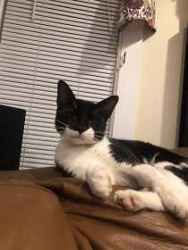 Lost Cat