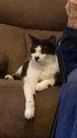 Lost Cat