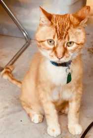 Lost Cat