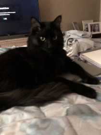 Lost Cat