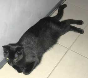 Lost Cat