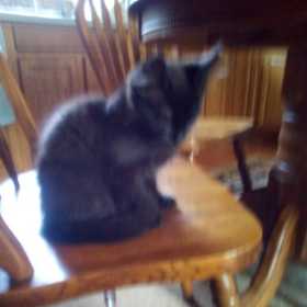 Lost Cat