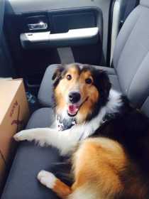 Lost Dog
