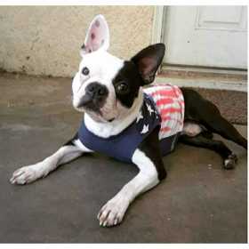 Lost Dog
