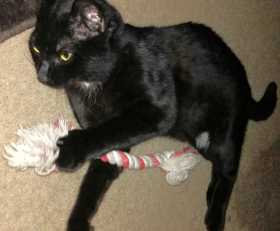Lost Cat