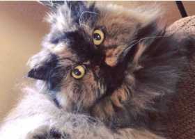 Lost Cat