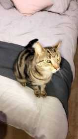Lost Cat