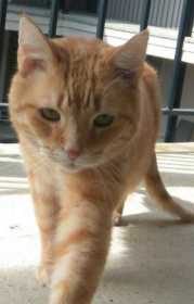 Lost Cat