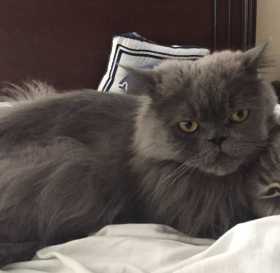 Lost Cat