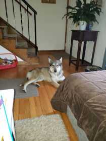 Lost Dog