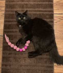 Lost Cat