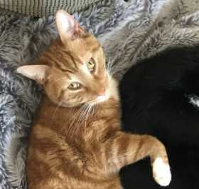 Lost Cat