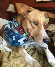 Lost Dog