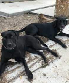 Lost Dog