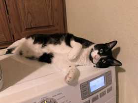 Lost Cat