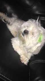 Lost Dog