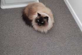 Lost Cat