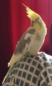 Lost Cockatiel