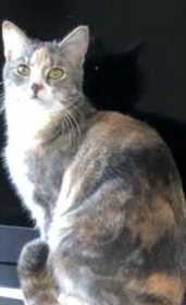 Lost Cat