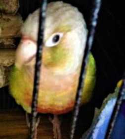 Lost Conure