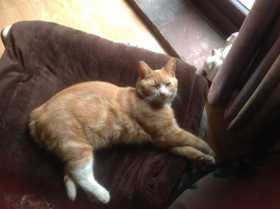 Lost Cat