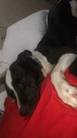 Lost Dog